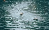 Sôi động trò chơi bắt vịt tại hội làng Vạn Phúc